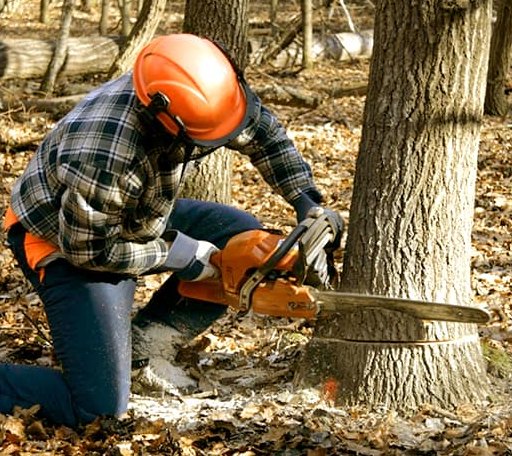 Tree Removal in Como, NC